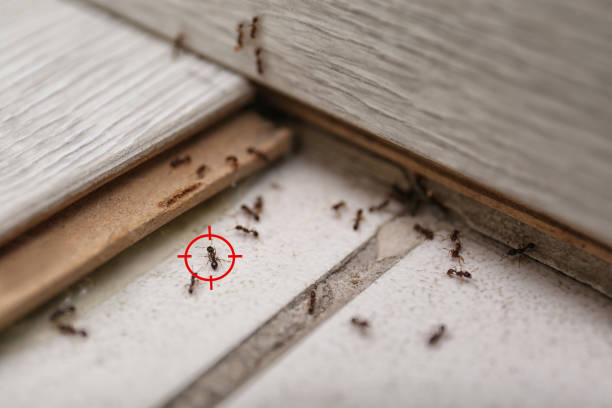 Best Best Pest Control Companies  in Concordia, MO